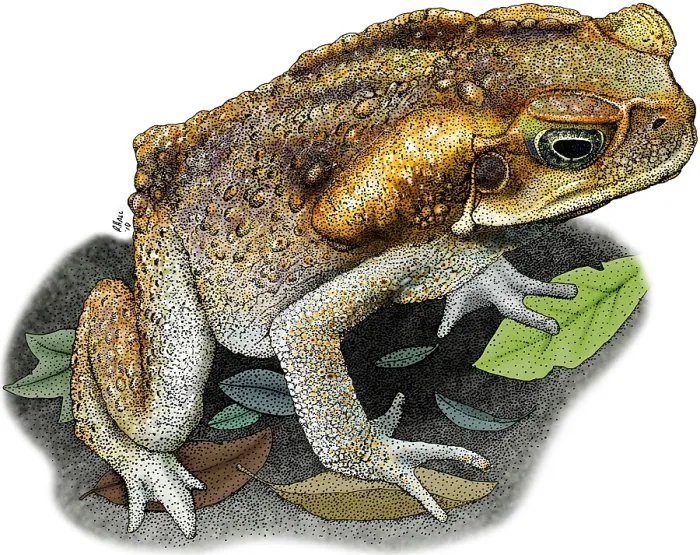 Framed Print : Cane Toad. Illustration of a Cane Toad (Bufo marinus) Framed Print : Cane Toad. Illustration of a Cane Toad (Bufo marinus)