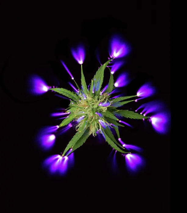 Framed Print : Cannabis bud and electrostatic discharge Framed Print : Cannabis bud and electrostatic discharge