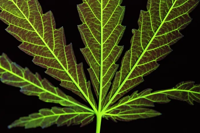 Framed Print : A Cannabis Leaf Dyed to Show Veins Framed Print : A Cannabis Leaf Dyed to Show Veins