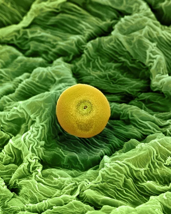 Framed Print : Cannabis Pollen