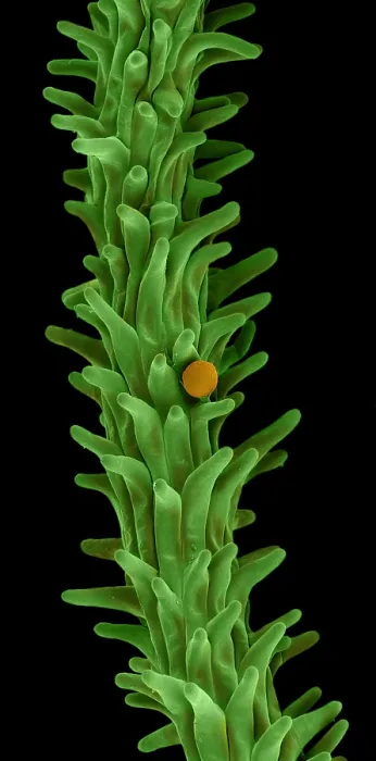 Framed Print : Cannabis Pollen in Stigma