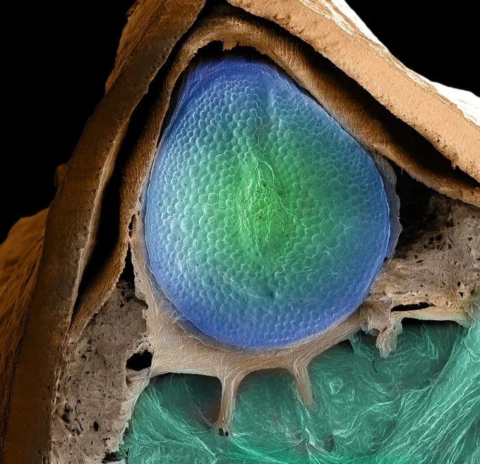 Framed Print : Cannabis Seed, scanning electron micrograph Framed Print : Cannabis Seed, scanning electron micrograph