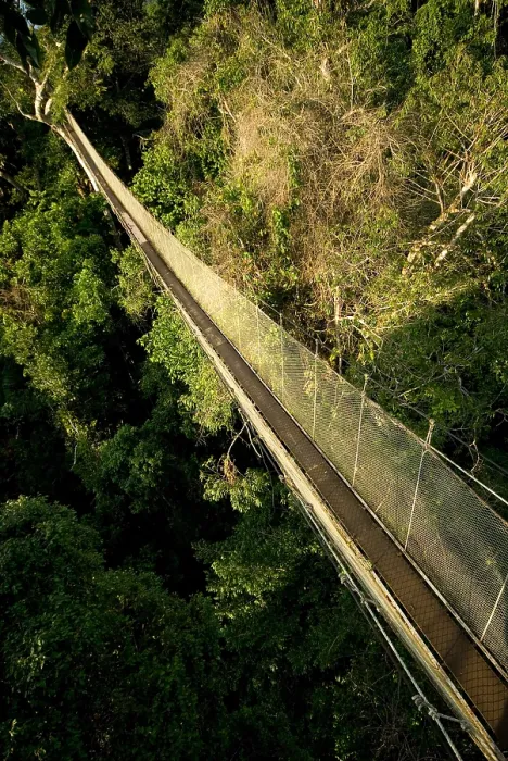 Framed Print : Canopy Walkway Framed Print : Canopy Walkway
