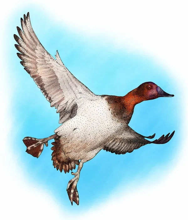 Framed Print : Canvasback duck Framed Print : Canvasback duck