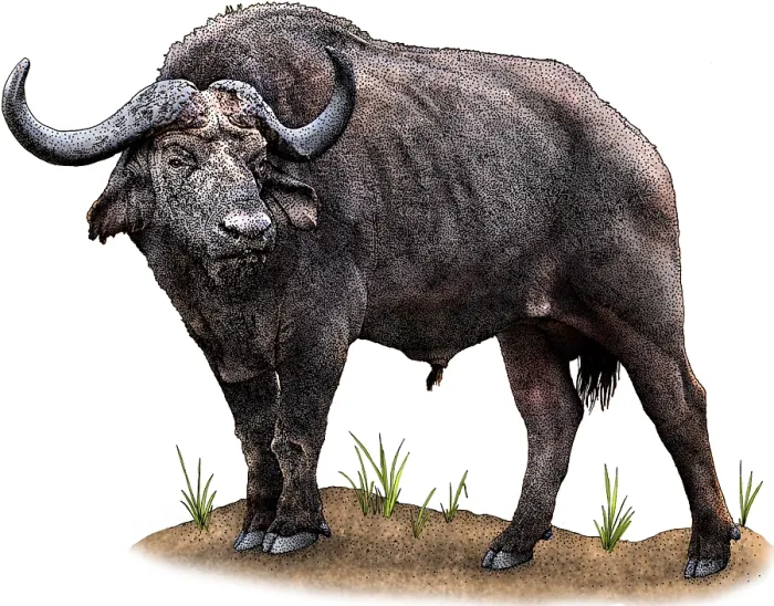 Framed Print : Cape Buffalo