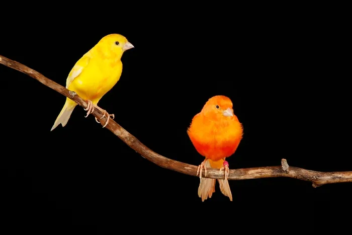 Framed Print : Captive domestic Canary Portrait