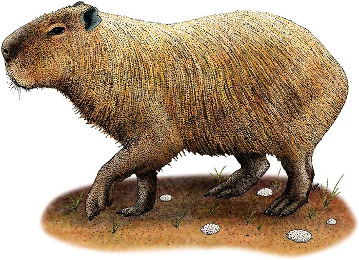 Framed Print : Capybara. Illustration of a Capybara (Hydrochoerus hydrochaeris)