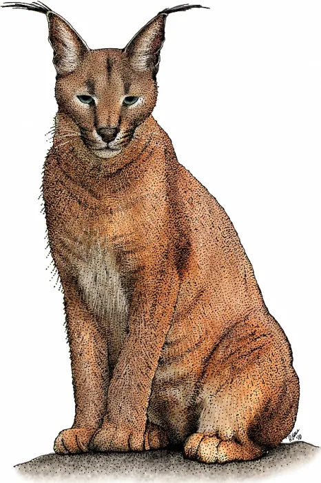Framed Print : Caracal or desert lynx, Caracal caracal Framed Print : Caracal or desert lynx, Caracal caracal