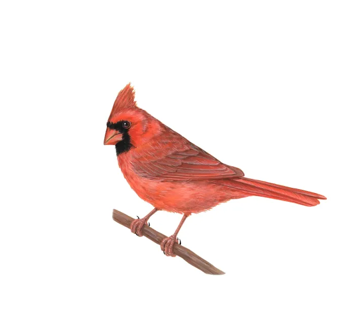Framed Print : Cardinal. Illustration of a male cardinal (Cardinalis cardinalis) Framed Print : Cardinal. Illustration of a male cardinal (Cardinalis cardinalis)