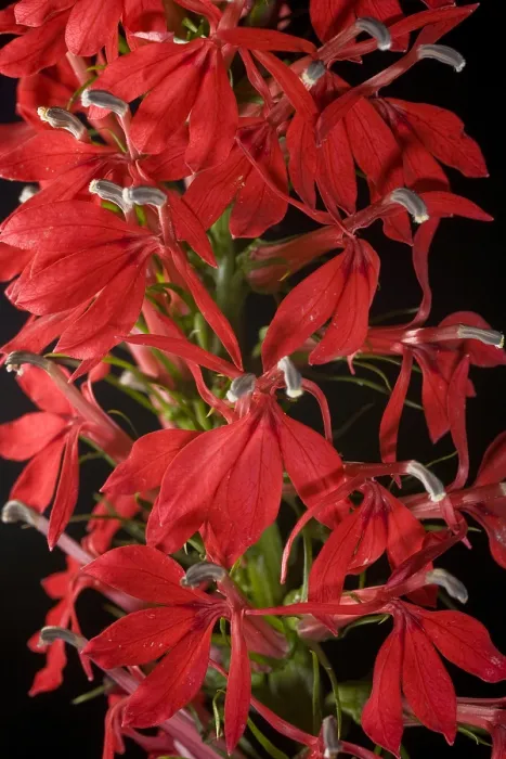 Framed Print : Cardinal Flower Framed Print : Cardinal Flower