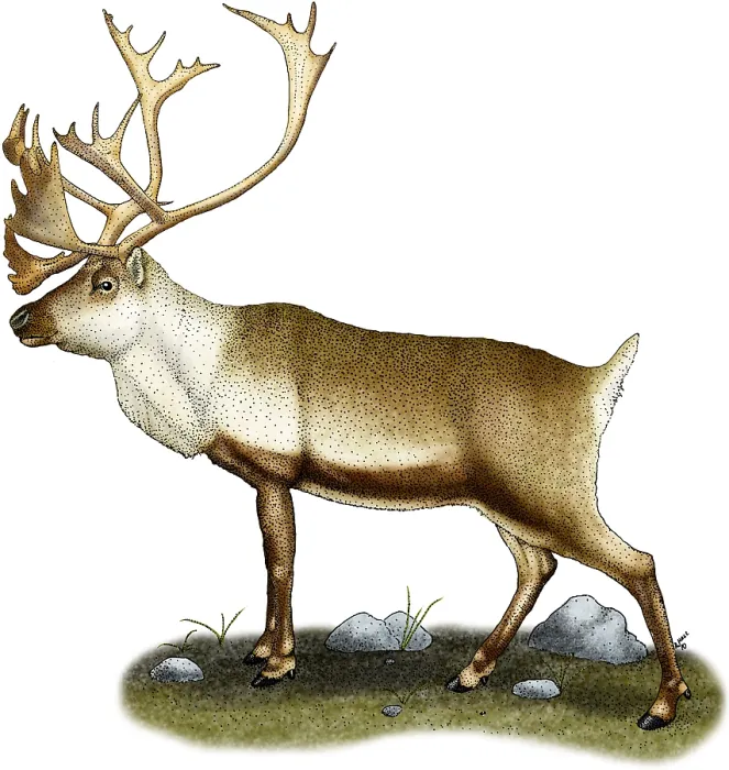 Framed Print : Caribou. Illustration of a Caribou (Rangifer tarandus) Framed Print : Caribou. Illustration of a Caribou (Rangifer tarandus)