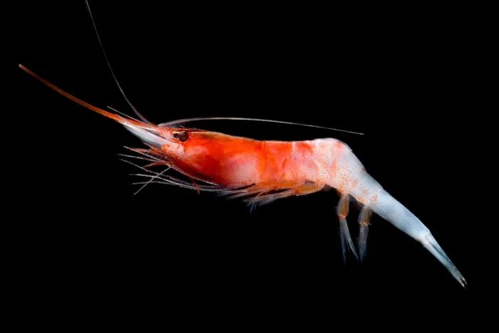Framed Print : Caridean Shrimp Framed Print : Caridean Shrimp