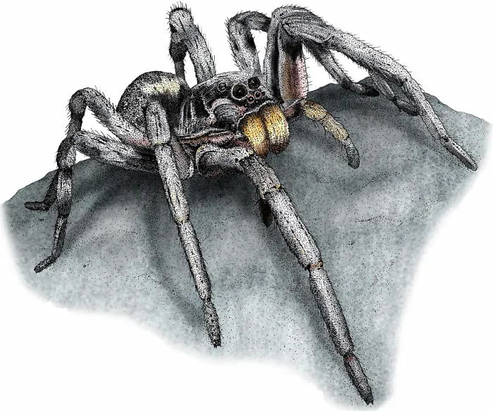 Framed Print : Carolina wolf spider Framed Print : Carolina wolf spider