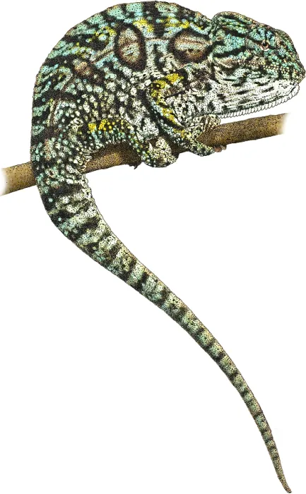 Framed Print : Carpet Chameleon, Illustration