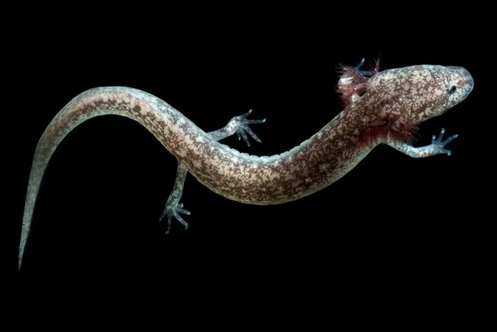 Framed Print : Cascades Caverns Salamander Framed Print : Cascades Caverns Salamander