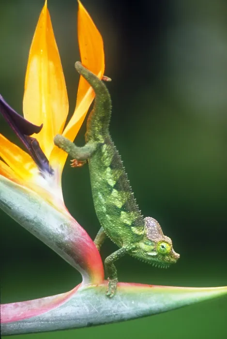 Framed Print : Casque-headed chameleon Framed Print : Casque-headed chameleon