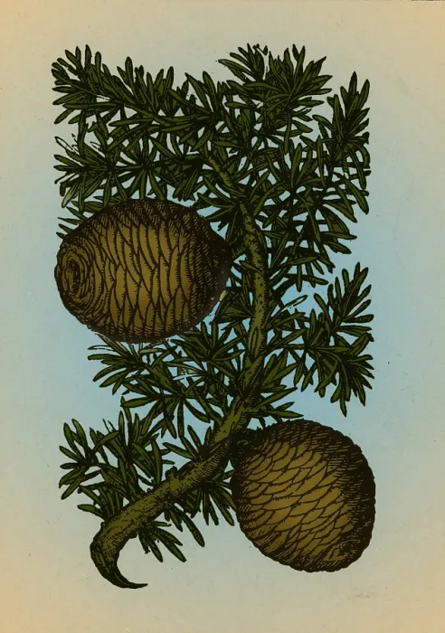 Framed Print : Cassia Tree, Alchemy Plant