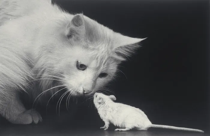 Framed Print : Cat and mouse Framed Print : Cat and mouse