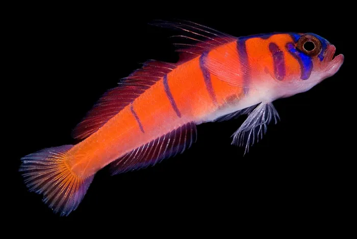 Framed Print : Catalina Goby Framed Print : Catalina Goby