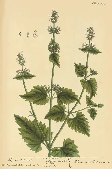 Framed Print : Catmint, Medicinal Plant, 1737