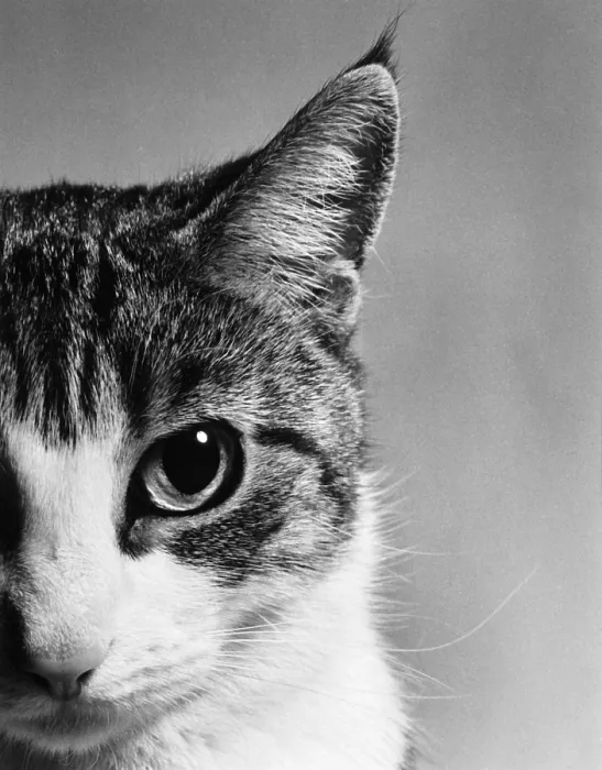 Framed Print : Cat's Face