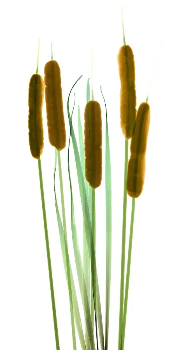 Framed Print : Cattails, Typha latifolia, X-ray Framed Print : Cattails, Typha latifolia, X-ray