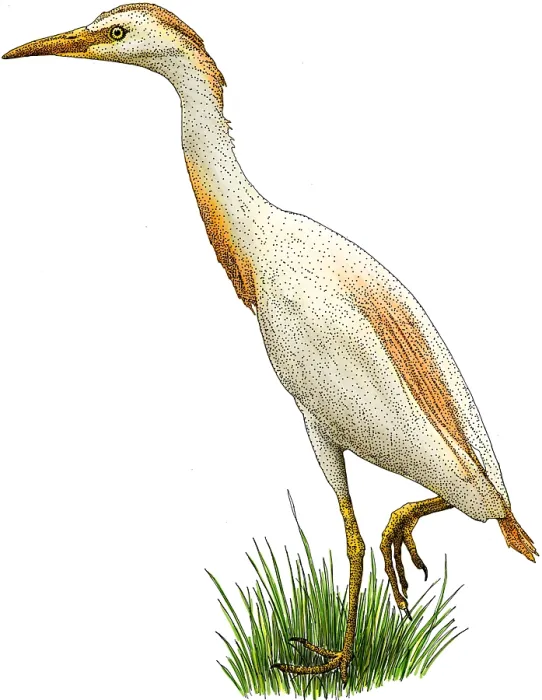 Framed Print : Cattle egret Framed Print : Cattle egret
