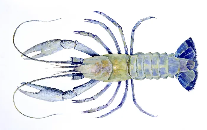 Framed Print : Cave crayfish Framed Print : Cave crayfish
