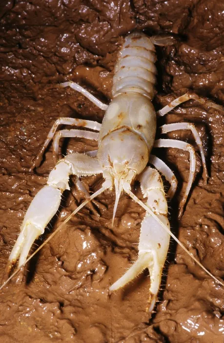 Framed Print : Cave Crayfish Framed Print : Cave Crayfish