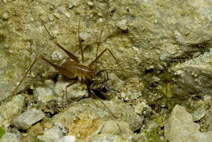 Framed Print : Cave Cricket Framed Print : Cave Cricket