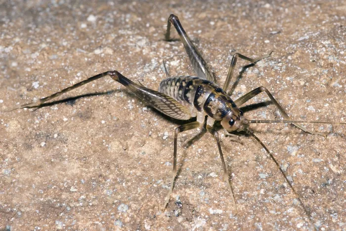 Framed Print : Cave crickets (Ceuthophilus sp.) Framed Print : Cave crickets (Ceuthophilus sp.)