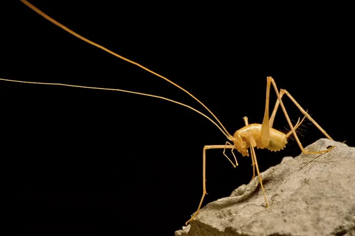 Framed Print : Cave crickets (Ceuthophilus sp.) Framed Print : Cave crickets (Ceuthophilus sp.)