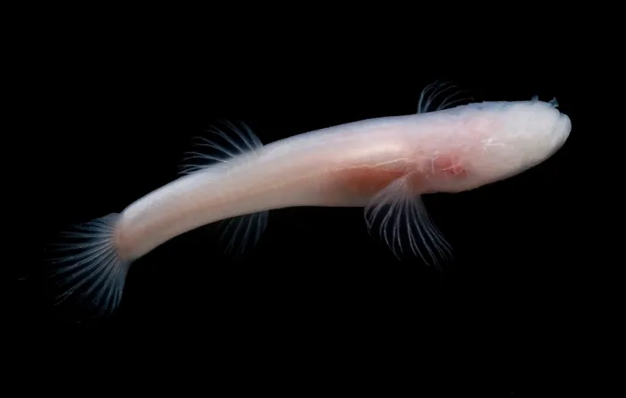Framed Print : Cave Fish. Cave fish are alien in appearance Framed Print : Cave Fish. Cave fish are alien in appearance