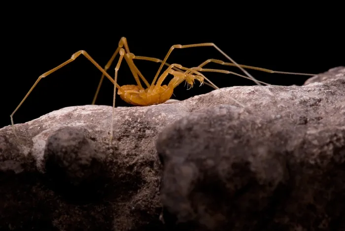 Framed Print : Cave Harvestman