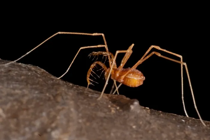 Framed Print : Cave Harvestman Framed Print : Cave Harvestman