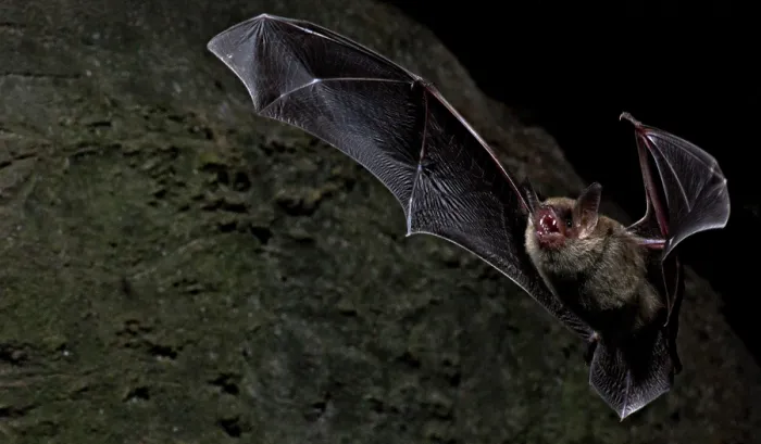 Framed Print : Cave Myotis Bat (Myotis velifer) Framed Print : Cave Myotis Bat (Myotis velifer)