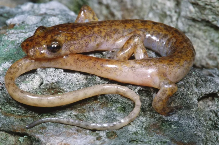 Framed Print : Cave Salamander