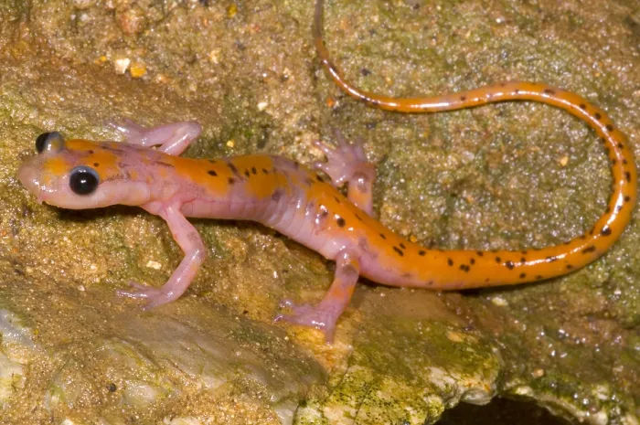 Framed Print : Cave Salamander Framed Print : Cave Salamander