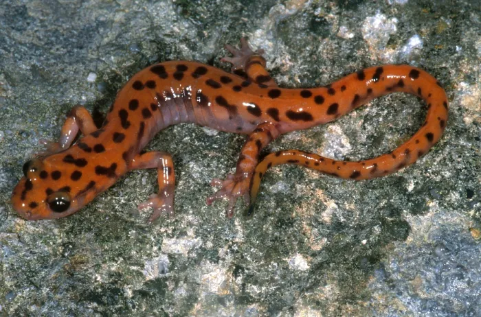 Framed Print : Cave Salamander Framed Print : Cave Salamander