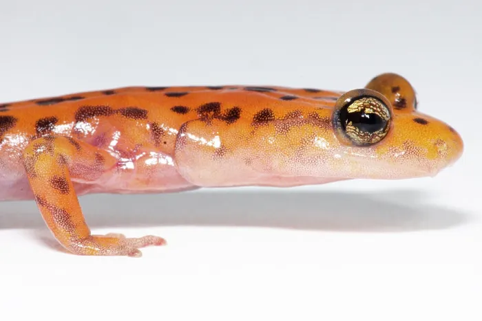 Framed Print : Cave Salamander, Eurycea lucifuga