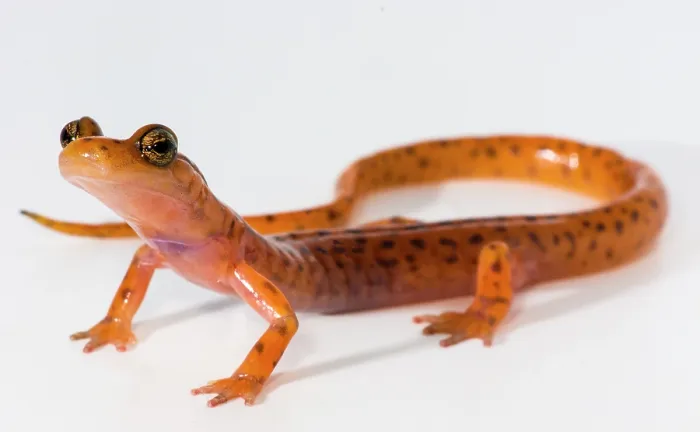 Framed Print : Cave Salamander, Eurycea lucifuga