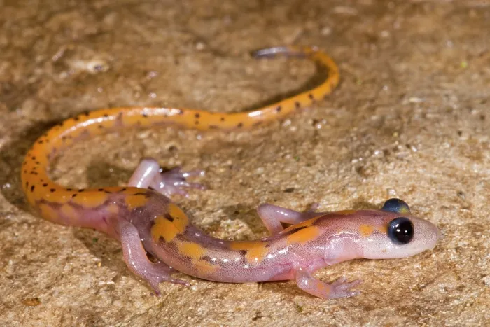 Framed Print : Cave Salamander, Eurycea lucifuga Framed Print : Cave Salamander, Eurycea lucifuga