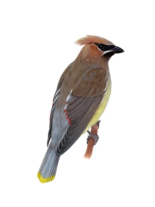 Framed Print : Cedar Waxwing Framed Print : Cedar Waxwing