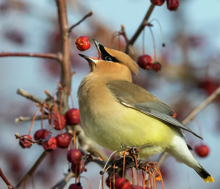Framed Print : Cedar Waxwing Feeding on Crab Apples Framed Print : Cedar Waxwing Feeding on Crab Apples
