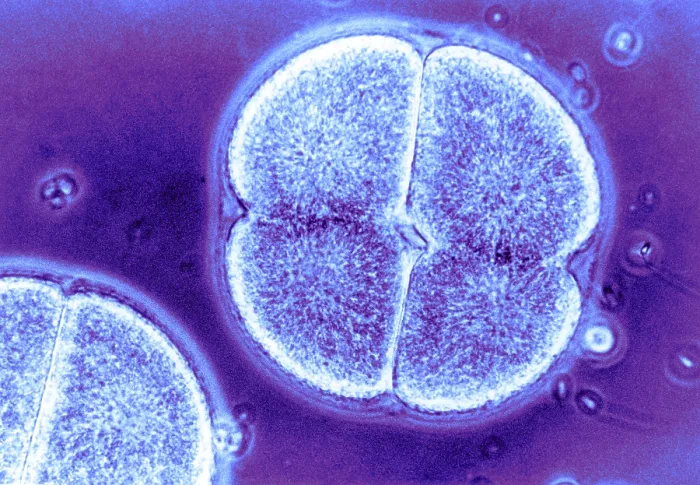 Framed Print : Cell Division, Arbacia Punctulata, light micrograph