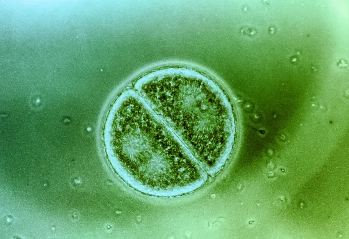 Framed Print : Cell Division in Arbacia Punctulata