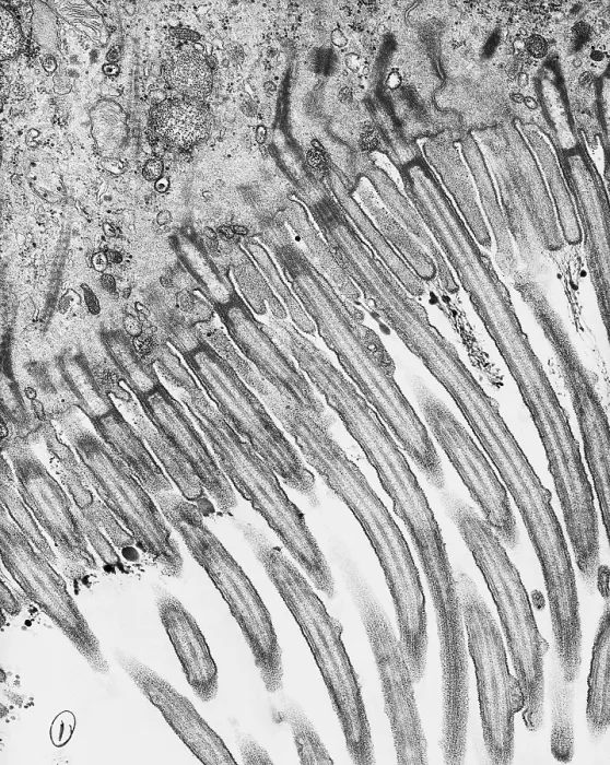 Framed Print : Cell Structure, Cilia, TEM Framed Print : Cell Structure, Cilia, TEM