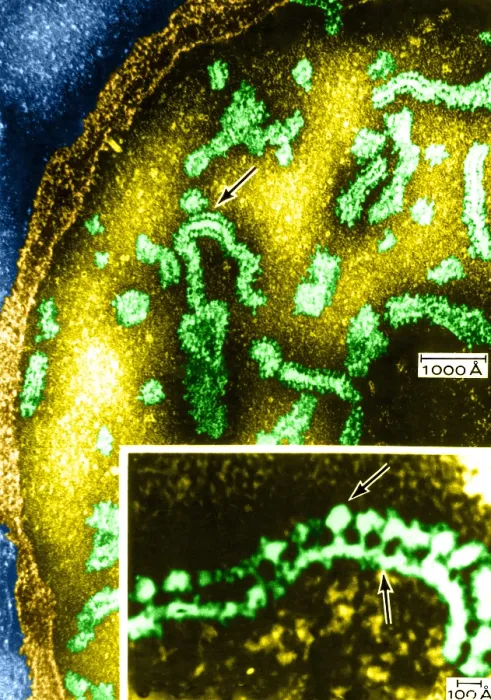 Framed Print : Cell Structure, Mitochondria, TEM Framed Print : Cell Structure, Mitochondria, TEM