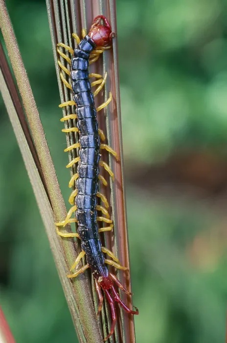 Framed Print : Centipede (Chilopoda) in the Tambopata River region of Peru
