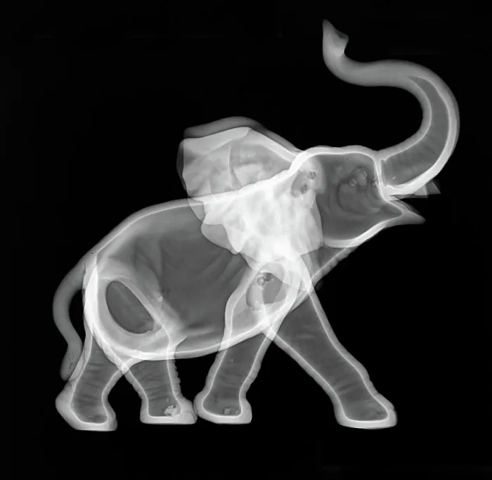 Framed Print : Ceramic Elephant X-ray